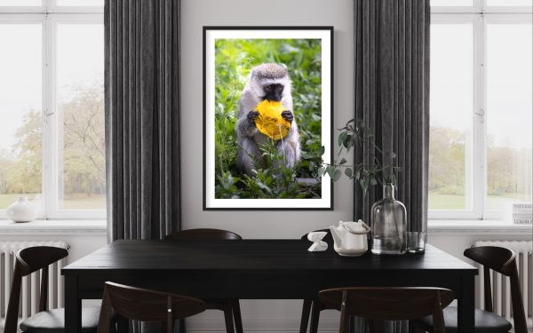 A Velvet Monkey eats a mango in the bush of the Serengeti National Park, Tanzania, Africa