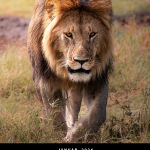 Calendar 2024: African Wildlife